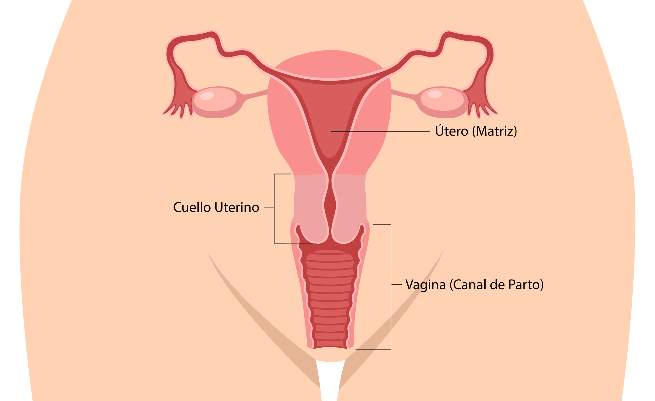 sistema reproductor femenino